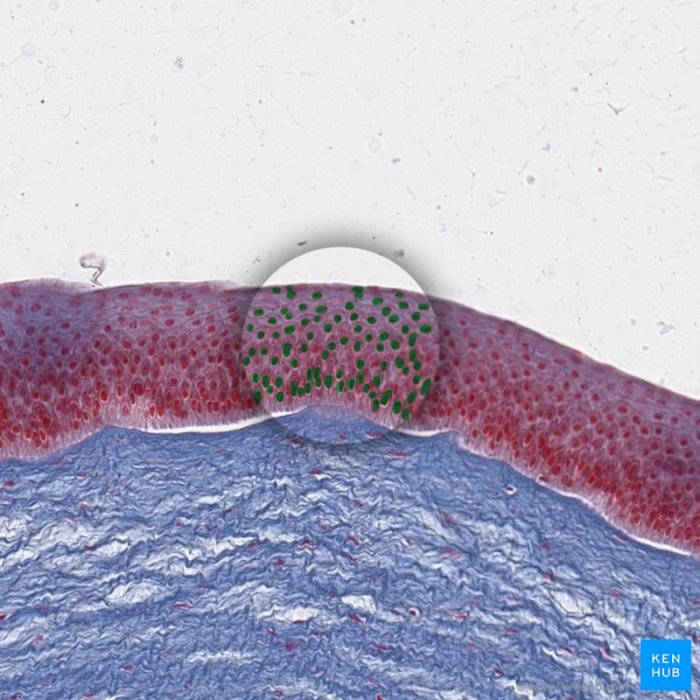 Physio epithelial tissues review worksheet