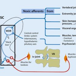 Spine arteries cervical lateral normal anatomy supply blood lat