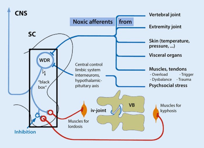 Spine arteries cervical lateral normal anatomy supply blood lat