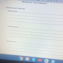 Physio epithelial tissues review worksheet