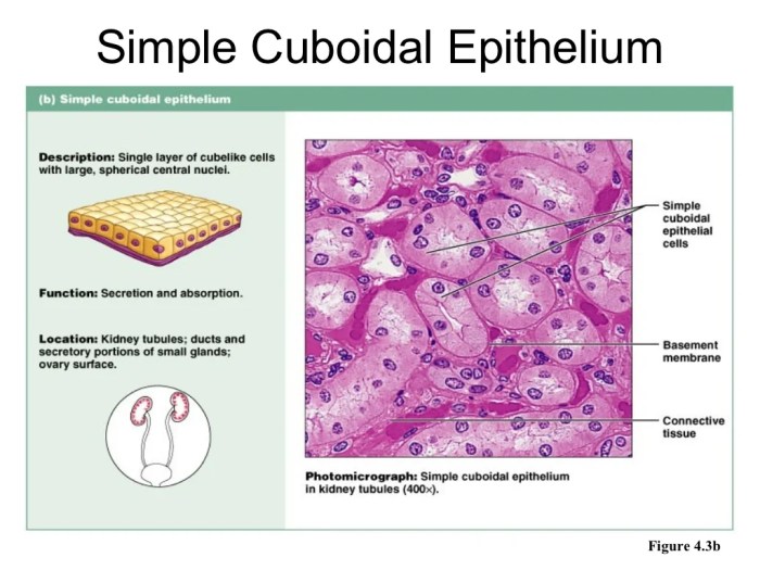 Physio epithelial tissues review worksheet