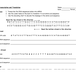 Biology transcription and translation worksheet answers