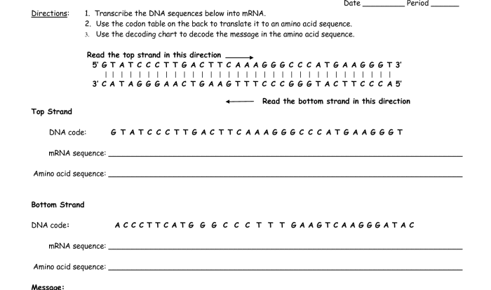 Biology transcription and translation worksheet answers