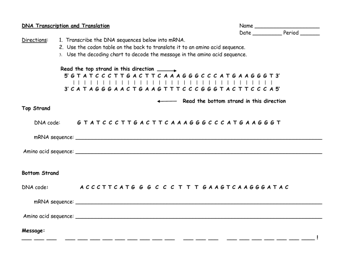 Biology transcription and translation worksheet answers