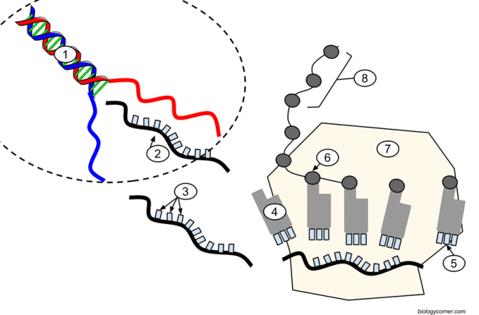 Biology transcription and translation worksheet answers