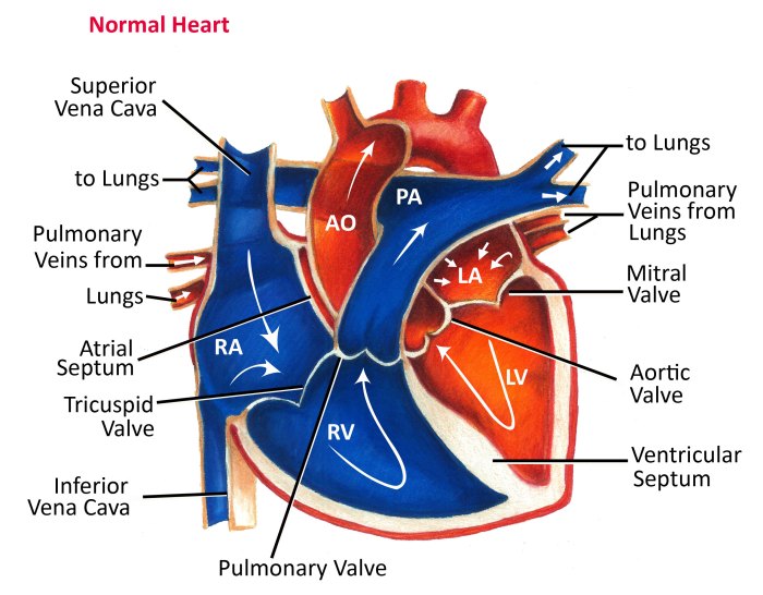 Cardiac blood flow a circulatory story worksheet answers